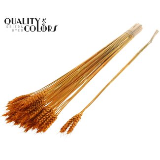 QC Getrockneter Weizen | Farbe: Aprikosenfarben | Triticum Trockenblumen | Länge ± 55 Zentimeter | 3 Zweige pro Bündel | 25 Bündel pro Strauß | Pro Strauß