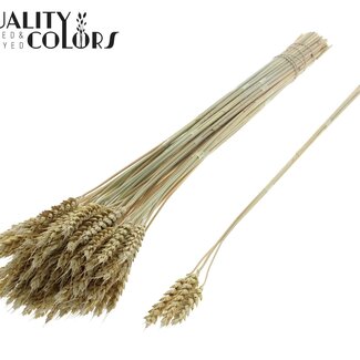 QC Gedroogde Tarwe | Kleur: Frosted Lichtgeel | Triticum Droogbloemen | Lengte ± 55 centimeter | 3 takjes per toefje | 25 toefjes per bos | Per bos