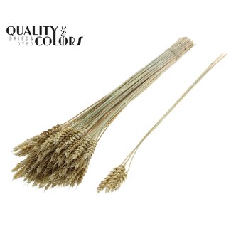 QC Getrockneter Weizen | Farbe: Frosted Hellgelb | Triticum Trockenblumen | Länge ± 55 Zentimeter | 3 Zweige pro Bündel | 25 Bündel pro Strauß | Pro Strauß