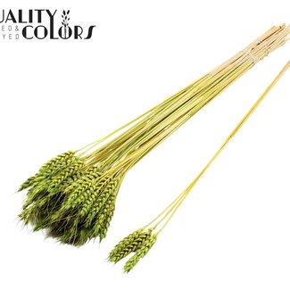QC Gedroogde Tarwe | Kleur: Lichtgroen | Triticum Droogbloemen | Lengte ± 55 centimeter | 3 takjes per toefje | 25 toefjes per bos | Per bos