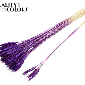 QC Blé Séché | Couleur : Violet | Triticum Fleurs Séchées | Longueur ± 55 centimètres | 3 brins par bouquet | 25 bouquets par botte | Par botte