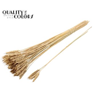 QC Dried Wheat | Colour: Natural | Triticum Dried Flowers | Length ± 55 centimetres | 3 stems per bunch | 25 bunches per bouquet | Per bouquet