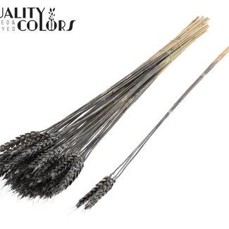 QC Gedroogde Tarwe | Kleur: Metallic Grafiet | Triticum Droogbloemen | Lengte ± 55 centimeter | 3 takjes per toefje | 25 toefjes per bos | Per bos