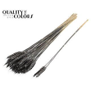 QC Dried Wheat | Colour: Metallic Graphite | Triticum Dried Flowers | Length ± 55 centimetres | 3 sprigs per bunch | 25 bunches per bundle | Per bundle