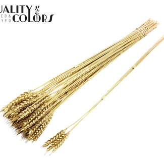 QC Gedroogde Tarwe | Kleur: Goudkleurig | Triticum Droogbloemen | Lengte ± 55 centimeter | 3 takjes per toefje | 25 toefjes per bos | Per bos