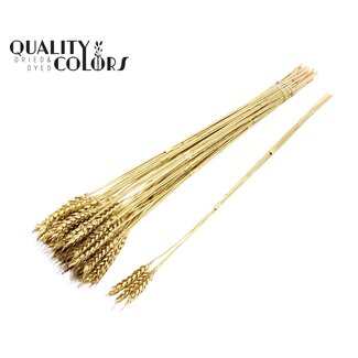 QC Dried Wheat | Colour: Golden | Triticum Dried Flowers | Length ± 55 centimetres | 3 sprigs per bunch | 25 bunches per bundle | Per bundle