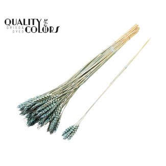QC Gedroogde Tarwe | Kleur: Frosted Lichtblauw | Triticum Droogbloemen | Lengte ± 55 centimeter | 3 takjes per toefje | 25 toefjes per bos | Per bos