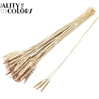 QC Gedroogde Tarwe | Kleur: Frosted Wit | Triticum Droogbloemen | Lengte ± 55 centimeter | 3 takjes per toefje | 25 toefjes per bos | Per bos