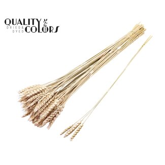 QC Getrockneter Weizen | Farbe: Frosted Weiß | Triticum Trockenblumen | Länge ± 55 Zentimeter | 3 Zweige pro Bündel | 25 Bündel pro Strauß | Pro Strauß