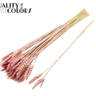 QC Dried Wheat | Colour: Frosted Light Pink | Triticum Dried Flowers | Length ± 55 centimetres | 3 sprigs per bunch | 25 bunches per bundle | Per bundle