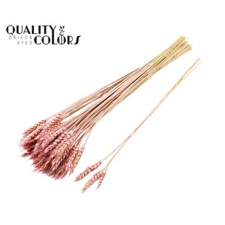 QC Dried Wheat | Colour: Frosted Light Pink | Triticum Dried Flowers | Length ± 55 centimetres | 3 sprigs per bunch | 25 bunches per bundle | Per bundle