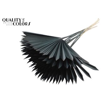 QC Getrocknete Palm Sun Spear | Farbe: Schwarz | Palmblätter in Fächerform | Länge ± 50 Zentimeter | 10 Stiele pro Bund | Pro Bund