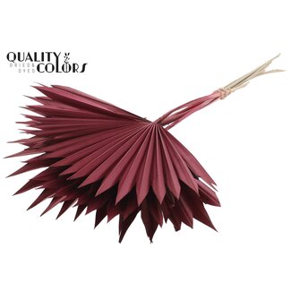 QC Dried Palm Sun Spear | Colour: Bordeaux Red | Fan-Shaped Palm Leaves | Length ± 50 centimetres | 10 stems per bunch | Per bunch