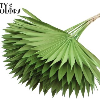 QC Dried Palm Sun Spear | Colour: Light Green | Fan-shaped Palm Leaves | Length ± 50 centimetres | 10 stems per bunch | Per bunch