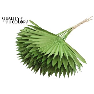 QC Dried Palm Sun Spear | Colour: Light Green | Fan-shaped Palm Leaves | Length ± 50 centimetres | 10 stems per bunch | Per bunch