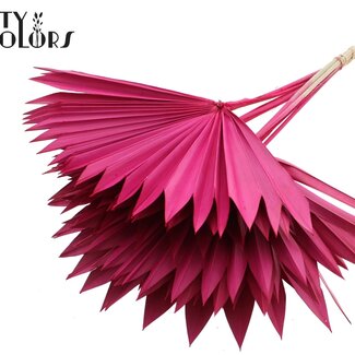 QC Palmier séché Sun Spear | Couleur : Cerise | Feuilles de palmier en forme d'éventail | Longueur ± 50 centimètres | 10 tiges par bouquet | Par bouquet