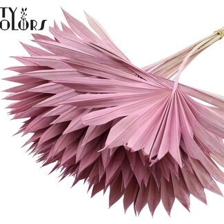 QC Palm Sun Spear Séché | Couleur : Rose Givré | Feuilles de palmier en forme d'éventail | Longueur ± 50 centimètres | 10 tiges par bouquet | Par bouquet