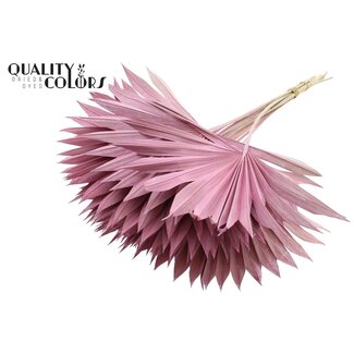 QC Getrocknete Palm Sun Spear | Farbe: Frosted Rosa | Palmblätter in Fächerform | Länge ± 50 Zentimeter | 10 Zweige pro Bund | Pro Bund