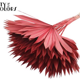 QC Gedroogde Palm Sun Spear | Kleur: Rood | Palmbladeren in Waaiervorm | Lengte ± 50 centimeter | 10 takken per bos | Per bos