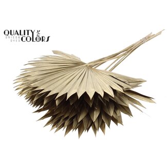 QC Dried Palm Sun Spear | Colour: Antique Gold | Fan-Shaped Palm Leaves | Length ± 50 centimetres | 10 stems per bunch | Per bunch