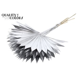 QC Gedroogde Palm Sun Spear | Kleur: Zilverkleurig | Palmbladeren in Waaiervorm | Lengte ± 50 centimeter | 10 takken per bos | Per bos