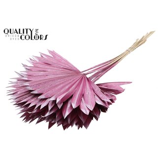 QC Dried Palm Sun Spear | Colour: Metallic Pink | Fan-Shaped Palm Leaves | Length ± 50 centimetres | 10 stems per bunch | Per bunch