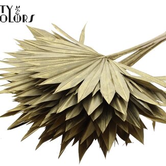 QC Palm Sun Spear séchée | Couleur : Doré | Feuilles de palmier en forme d'éventail | Longueur ± 50 centimètres | 10 branches par bouquet | Par bouquet