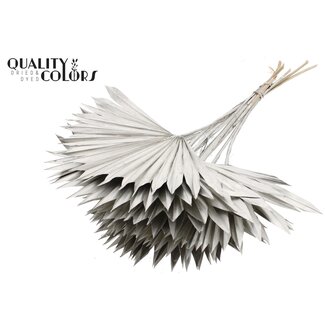 QC Dried Palm Sun Spear | Colour: Platinum | Fan-shaped Palm Leaves | Length ± 50 centimetres | 10 stems per bunch | Per bunch