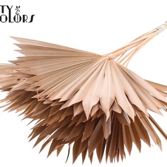 QC Dried Palm Sun Spear | Colour: Frosted Salmon | Fan-shaped Palm Leaves | Length ± 50 centimetres | 10 stems per bunch | Per bunch