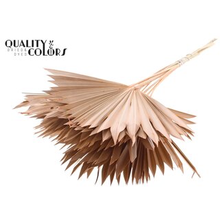 QC Dried Palm Sun Spear | Colour: Frosted Salmon | Fan-shaped Palm Leaves | Length ± 50 centimetres | 10 stems per bunch | Per bunch