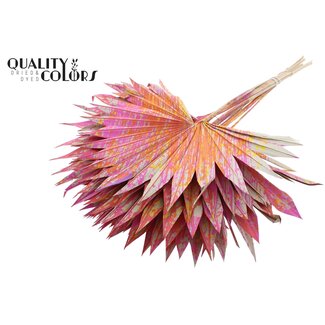 QC Dried Palm Sun Spear | Colour: Multicoloured Cherry | Fan-shaped Palm Leaves | Length ± 50 centimetres | 10 stems per bunch | Per bunch
