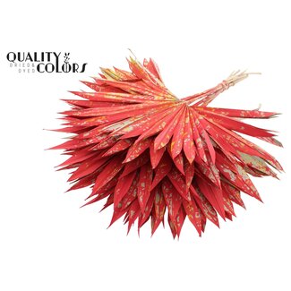 QC Dried Palm Sun Spear | Colour: Multicoloured Red | Fan-shaped Palm Leaves | Length ± 50 centimetres | 10 stems per bunch | Per bunch