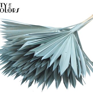 QC Gedroogde Palm Sun Spear | Kleur: Frosted Lichtblauw | Palmbladeren in Waaiervorm | Lengte ± 50 centimeter | 10 takken per bos | Per bos