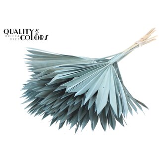 QC Gedroogde Palm Sun Spear | Kleur: Frosted Lichtblauw | Palmbladeren in Waaiervorm | Lengte ± 50 centimeter | 10 takken per bos | Per bos
