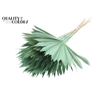 QC Dried Palm Sun Spear | Colour: Frosted Mint Green | Fan-shaped Palm Leaves | Length ± 50 centimetres | 10 stems per bunch | Per bunch