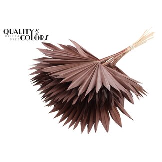 QC Gedroogde Palm Sun Spear | Kleur: Bruin | Palmbladeren in Waaiervorm | Lengte ± 50 centimeter | 10 takken per bos | Per bos