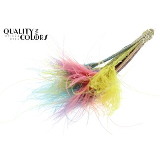 QC Getrocknetes Stipa Federgras „Spring Mix“ | Farbe: Gemischte Farben | Stypha Penata Trockenblumen | Länge ± 60 Zentimeter | 10 Wedel pro Bund | Pro Bund