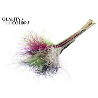 QC Dried Stipa Feather Grass “Colourful 8” | Colour: Mixed Colours | Stypha Penata Dried Flowers | Length ± 60 centimetres | 10 plumes per bunch | Per bunch