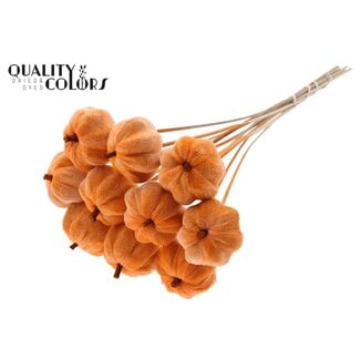 QC Fluwelen Pompoen op stok | Kleur: Oranje | Pompoen Bijsteker | Diameter pompoen 6 centimeter | Lengte ± 50 centimeter | 10 bijstekers per bos