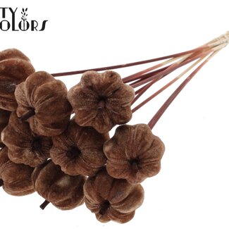 QC Fluwelen Pompoen op stok | Kleur: Bruin | Pompoen Bijsteker | Diameter pompoen 6 centimeter | Lengte ± 50 centimeter | 10 bijstekers per bos
