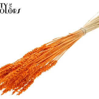 QC Blé Séché Blanchi | Couleur : Orange | Triticum Fleurs Séchées | Longueur ± 60 centimètres | Poids 100 grammes | Par bouquet