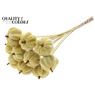 QC Velvet Pumpkin on a Stick | Colour: Yellow | Pumpkin Pick | Pumpkin Diameter 6 centimetres | Length ± 50 centimetres | 10 picks per bunch
