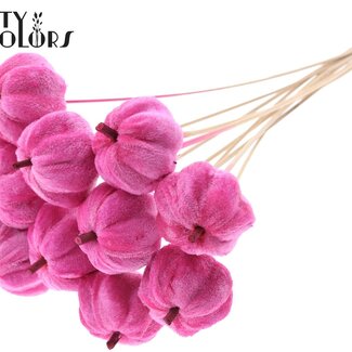 QC Velvet Pumpkin on a stick | Colour: Cherry-coloured | Pumpkin Pick | Pumpkin diameter 6 centimetres | Length ± 50 centimetres | 10 picks per bunch