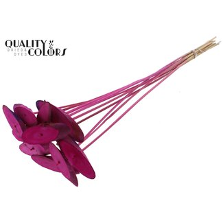 QC Ovalen Houtschijf op stok | Kleur: Lilakleurig | Houtschijf Bijsteker | Diameter 5 - 7 centimeter | Lengte ± 50 centimeter | 10 bijstekers per bos | Per bos