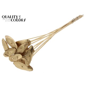 QC Ovalen Houtschijf op stok | Kleur: Antiek Goudkleurig | Houtschijf Bijsteker | Diameter 5 - 7 centimeter | Lengte ± 50 centimeter | 10 bijstekers per bos | Per bos