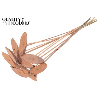 QC Oval Wood Slice on Stick | Colour: Frosted Salmon | Wood Slice Stick | Diameter 5 - 7 centimetres | Length ± 50 centimetres | 10 sticks per bunch | Per bunch