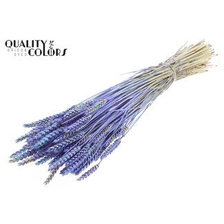 QC Getrockneter Weizen „Mehrfarbig“ | Farbe: Hellblau | Triticum Trockenblumen | Länge ± 60 Zentimeter | Gewicht 220 Gramm | Pro Bund