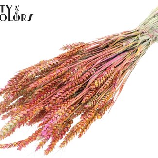 QC Getrockneter Weizen „Mehrfarbig“ | Farbe: Kirschrot | Triticum Trockenblumen | Länge ± 60 Zentimeter | Gewicht 220 Gramm | Pro Bund