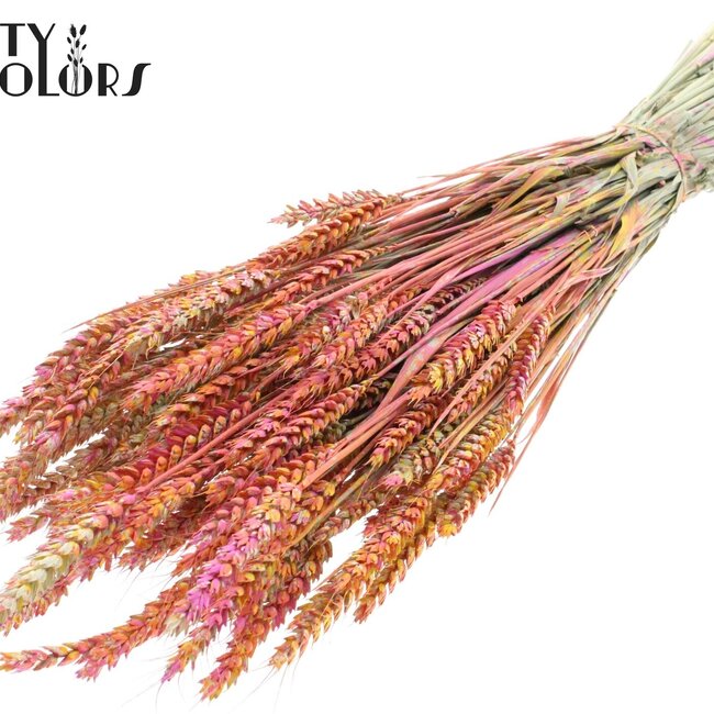 Blé Séché “Multicolore” | Couleur : Cerise | Triticum Fleurs Séchées | Longueur ± 60 centimètres | Poids 220 grammes | Par bouquet
