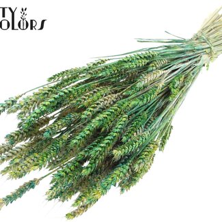 QC Dried Wheat "Multicolour" | Colour: Green | Triticum Dried Flowers | Length ± 60 centimetres | Weight 220 grams | Per bunch